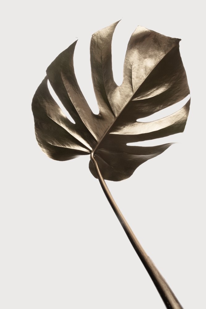 Monstera Gold 04 von Pictufy Studio III