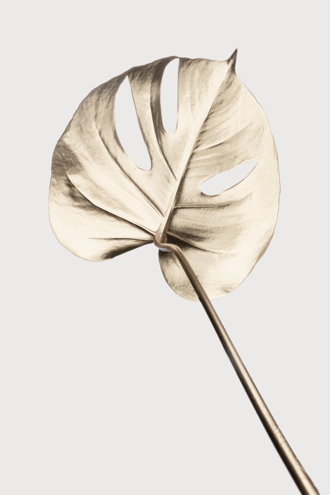 Monstera Gold 05 von Pictufy Studio III