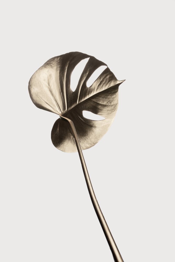 Monstera Gold 06 von Pictufy Studio III