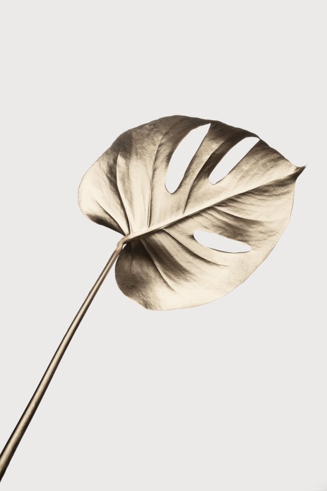 Monstera Gold 07 von Pictufy Studio III