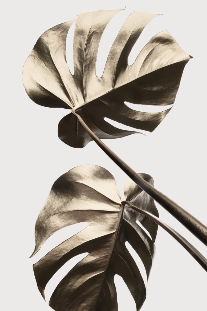 Monstera Gold 08 von Pictufy Studio III