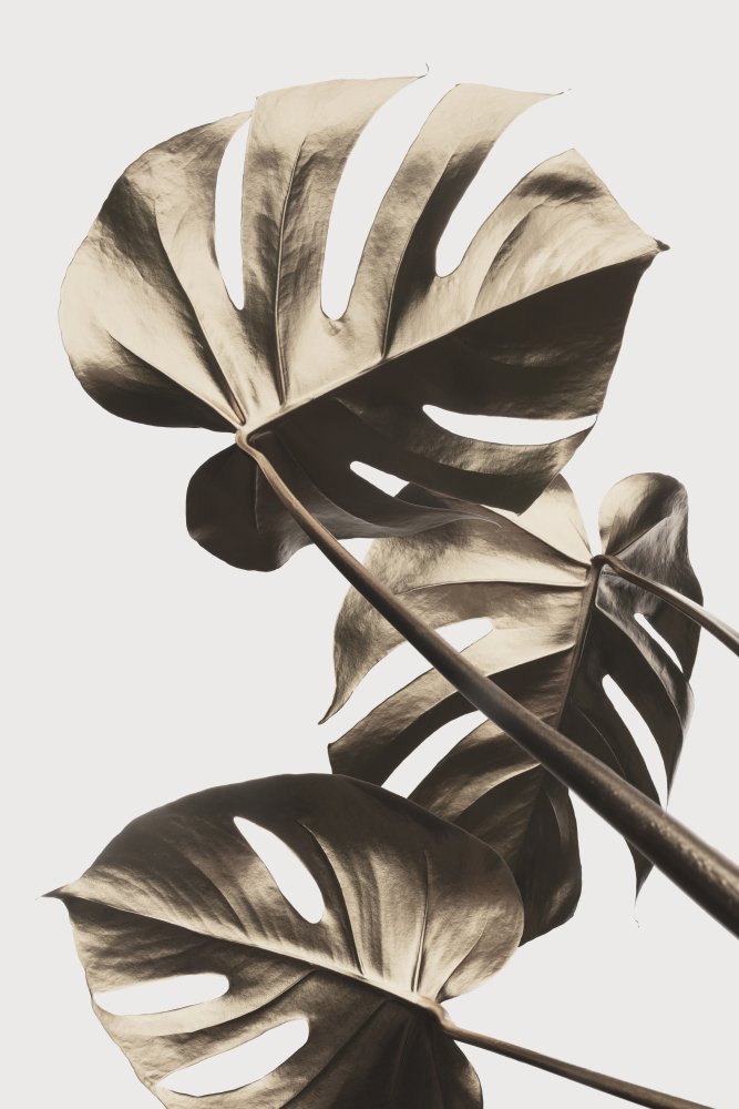 Monstera Gold 09 von Pictufy Studio III