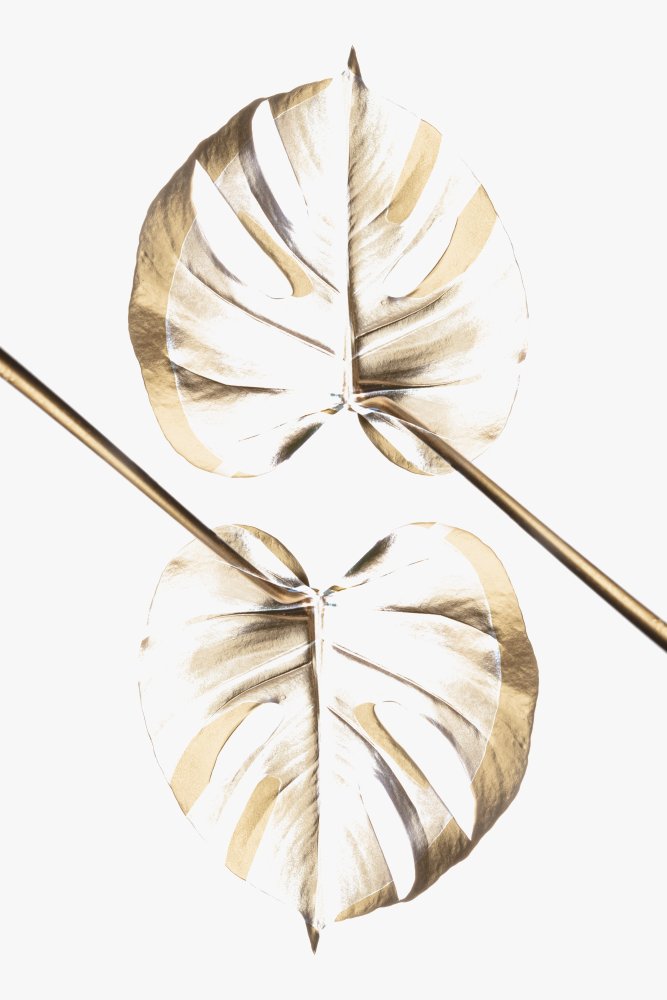 Monstera Gold 10 von Pictufy Studio III