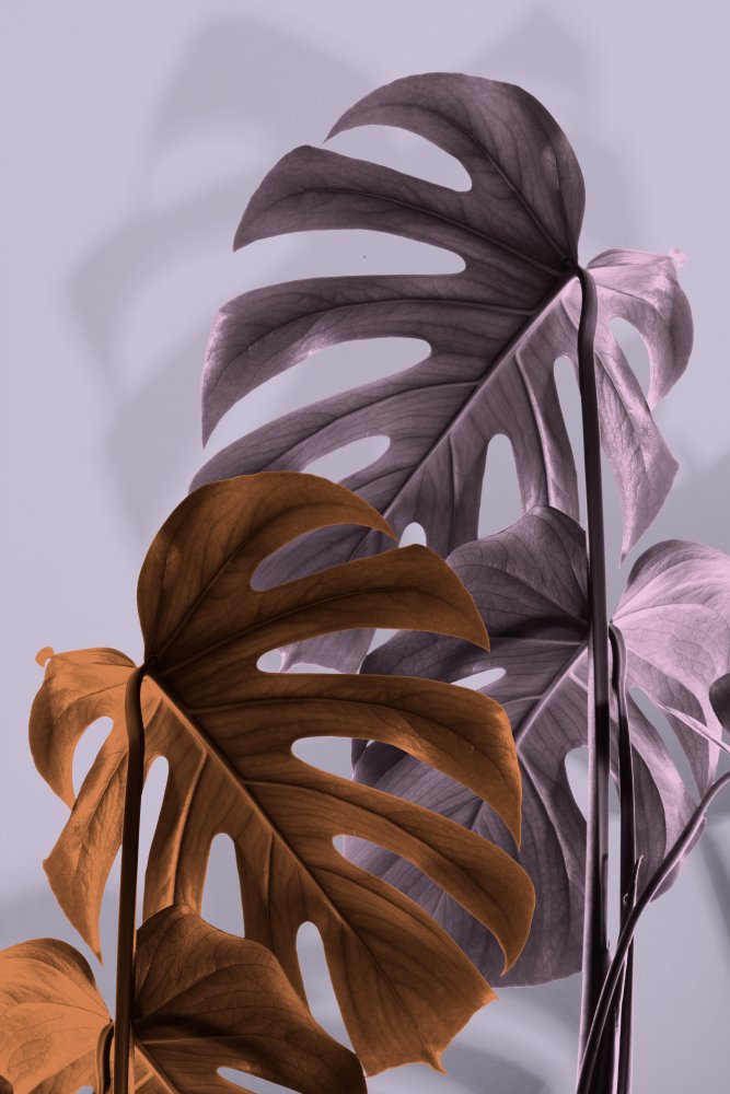 Monstera Purple 02 von Pictufy Studio III