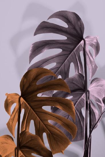 Monstera Purple 02