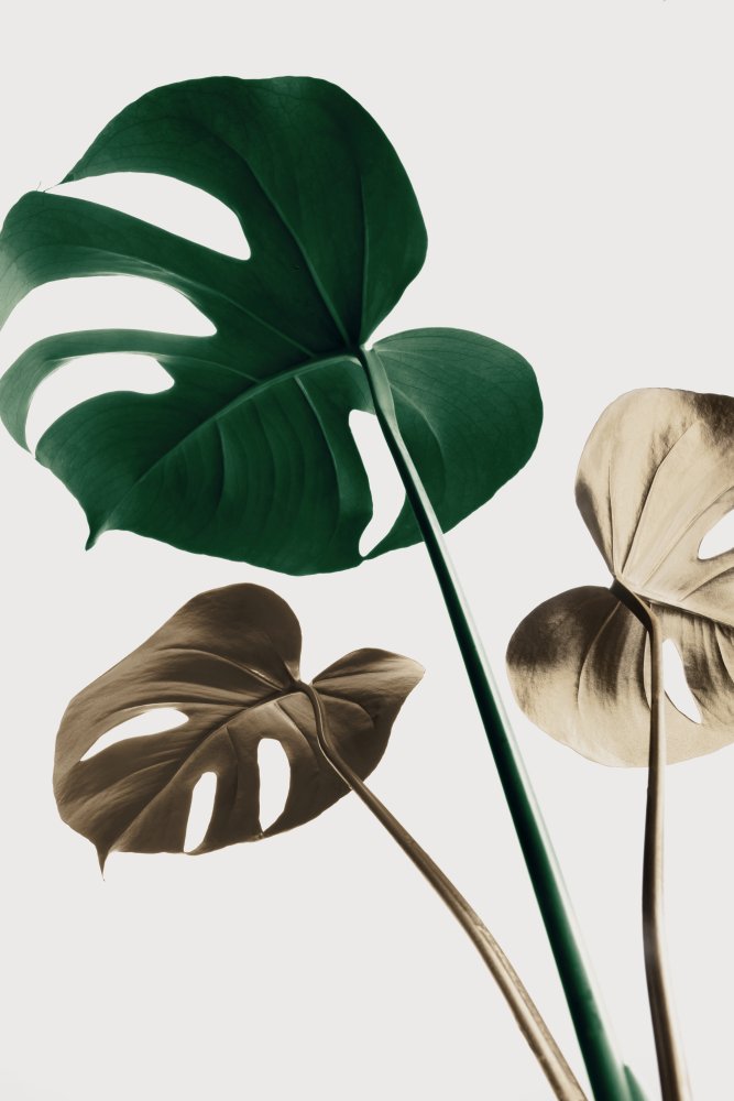 Monstera Mix 04 von Pictufy Studio III