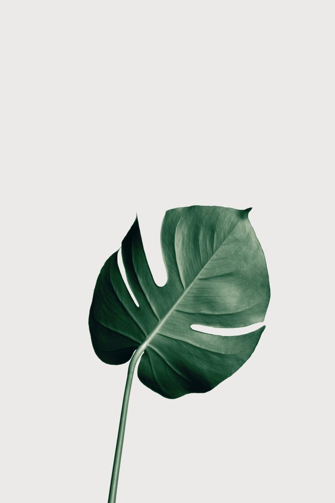 Monstera Natural 01 von Pictufy Studio III