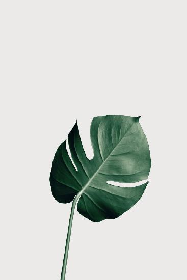 Monstera Natural 01