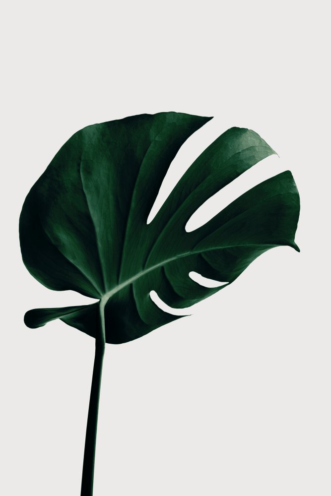 Monstera Natural 02 von Pictufy Studio III