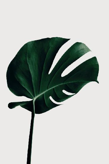 Monstera Natural 02