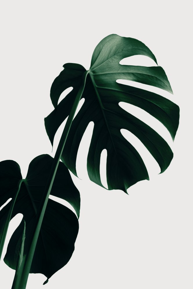 Monstera Natural 03 von Pictufy Studio III