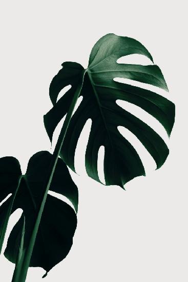 Monstera Natural 03