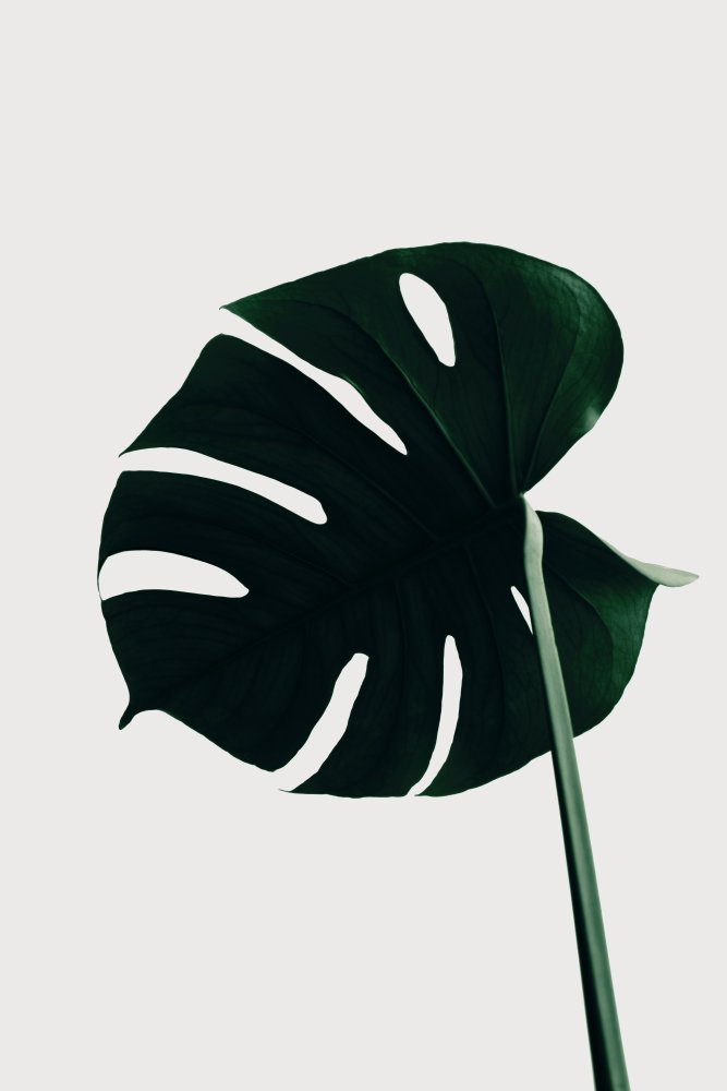 Monstera Natural 04 von Pictufy Studio III