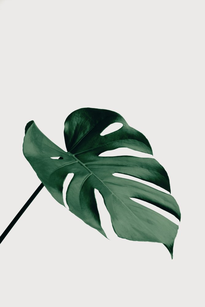 Monstera Natural 05 von Pictufy Studio III