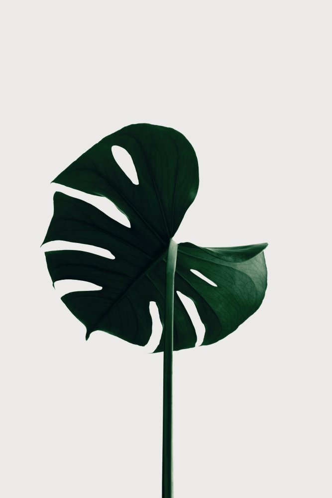 Monstera Natural 06 von Pictufy Studio III