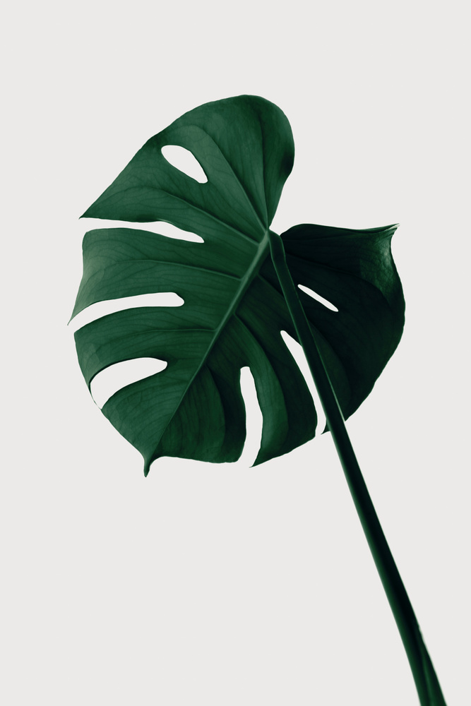 Monstera Natural 07 von Pictufy Studio III