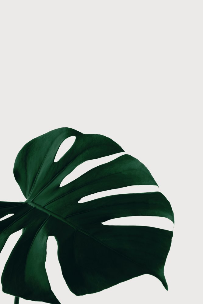 Monstera Natural 08 von Pictufy Studio III