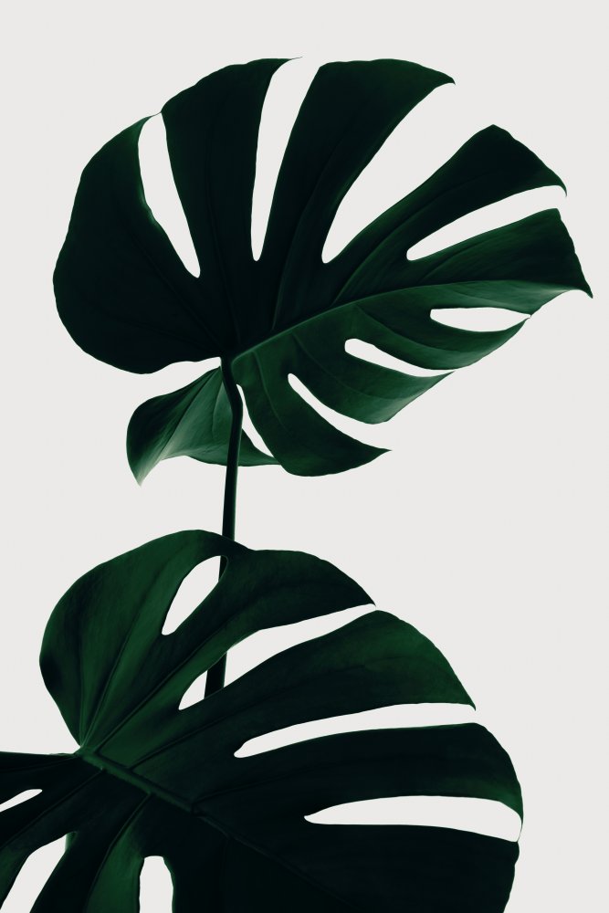 Monstera Natural 09 von Pictufy Studio III