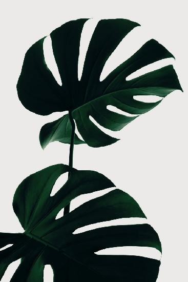 Monstera Natural 09