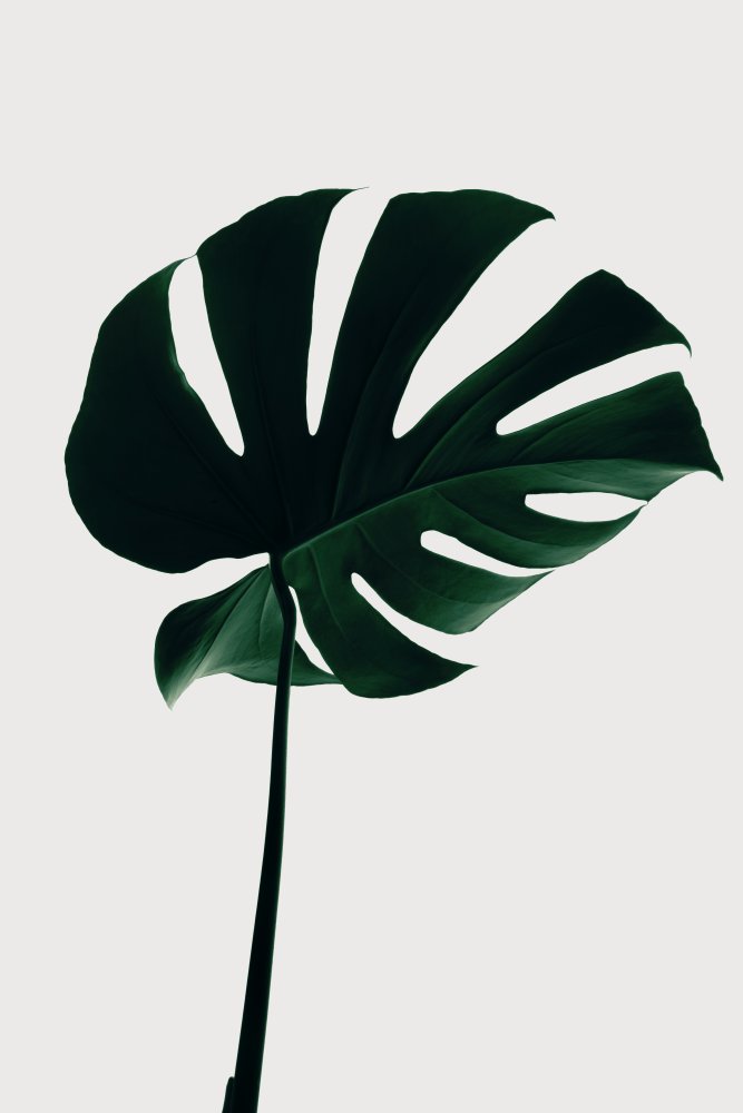 Monstera Natural 10 von Pictufy Studio III