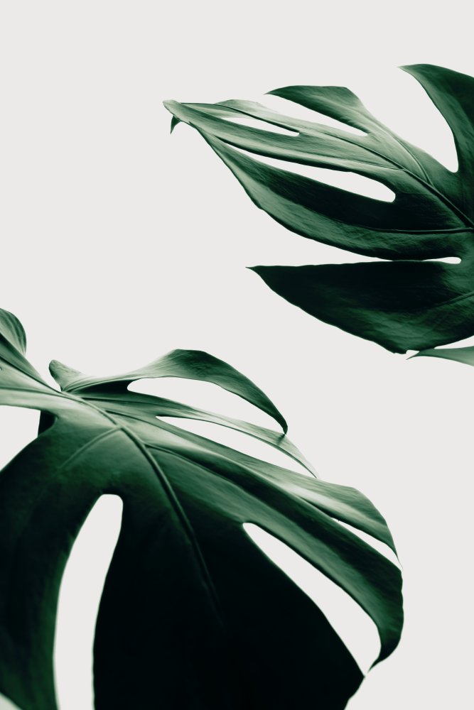 Monstera Natural 11 von Pictufy Studio III