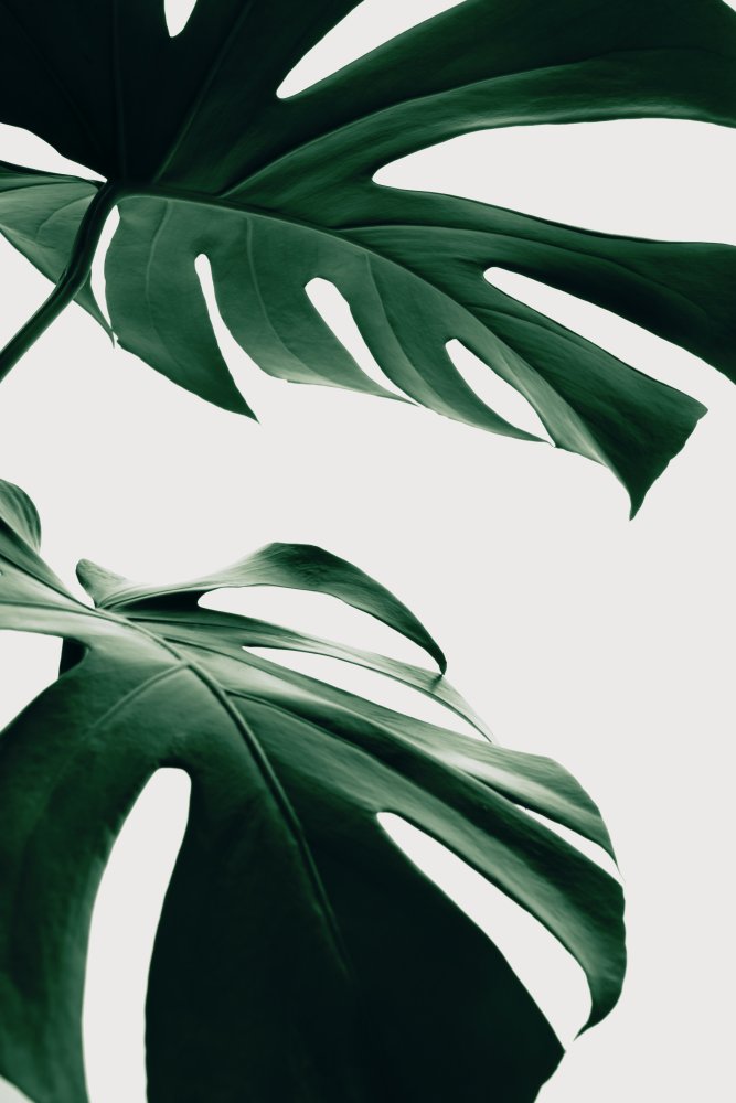 Monstera Natural 12 von Pictufy Studio III