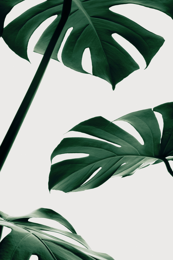 Monstera Natural 13 von Pictufy Studio III