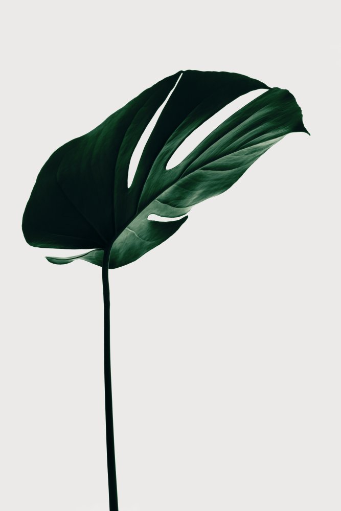 Monstera Natural 14 von Pictufy Studio III