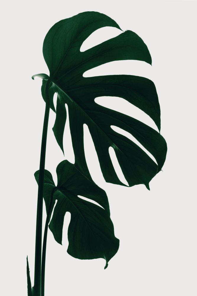 Monstera Natural 15 von Pictufy Studio III