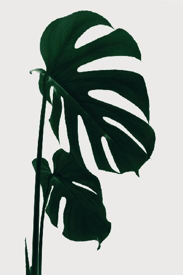 Monstera Natural 15