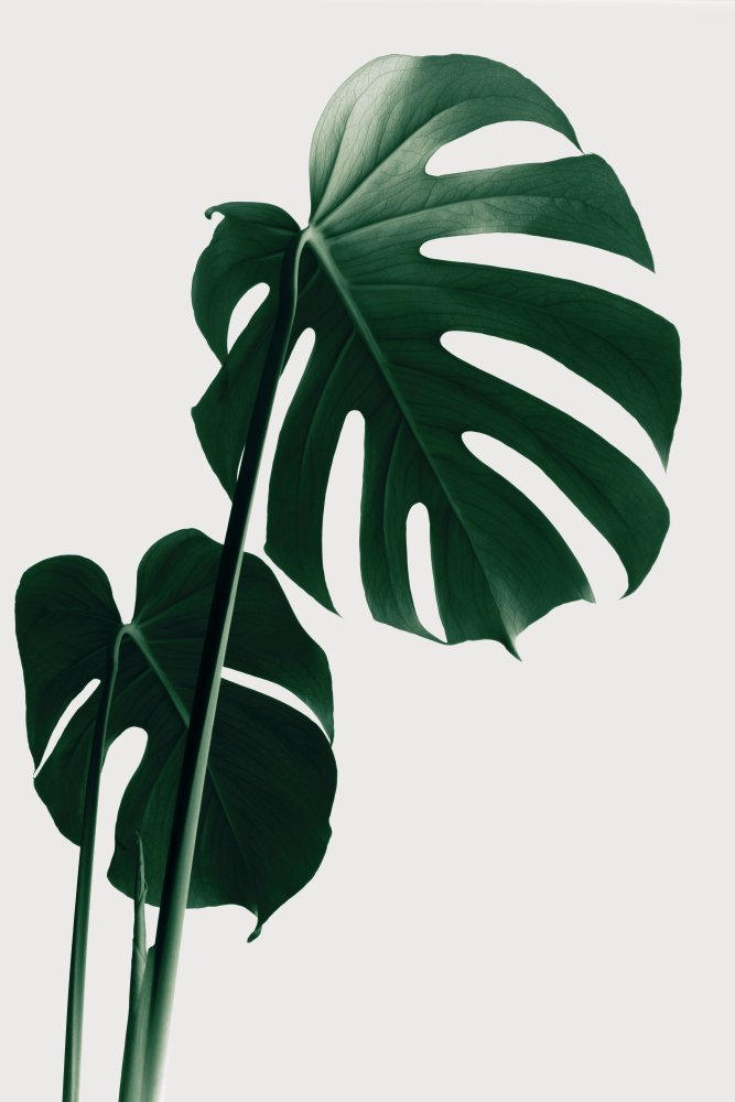 Monstera Natural 16 von Pictufy Studio III