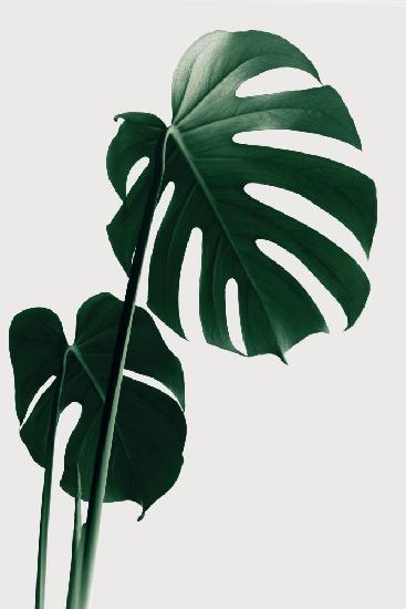 Monstera Natural 16