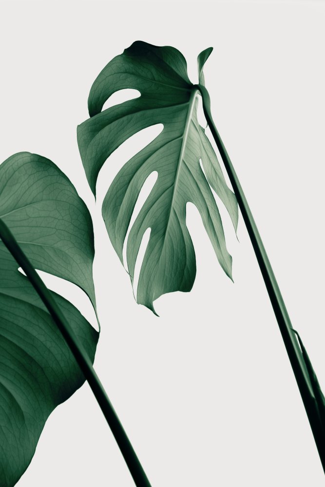 Monstera Natural 17 von Pictufy Studio III