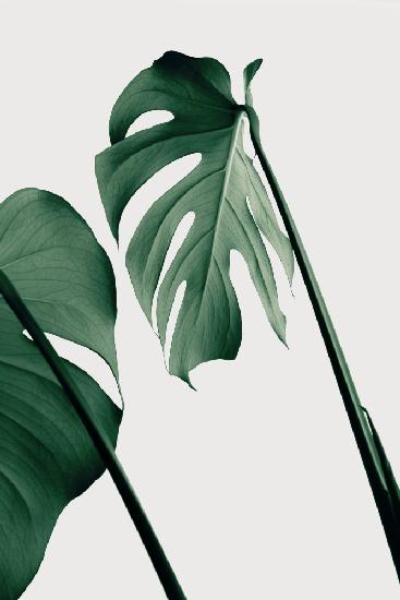 Monstera Natural 17