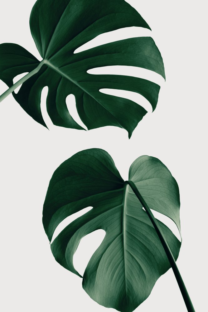 Monstera Natural 18 von Pictufy Studio III