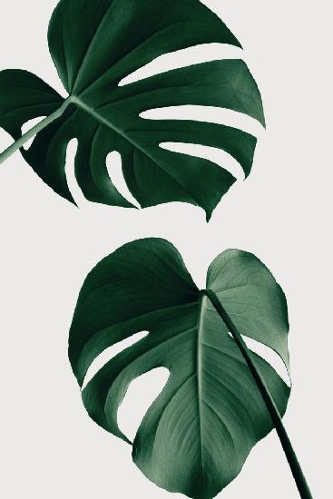 Monstera Natural 18