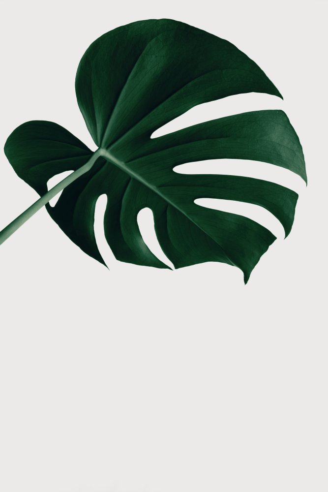 Monstera Natural 19 von Pictufy Studio III