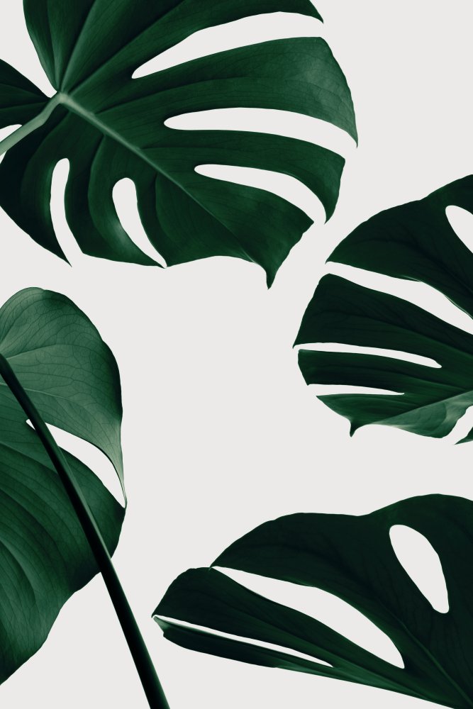 Monstera Natural 20 von Pictufy Studio III