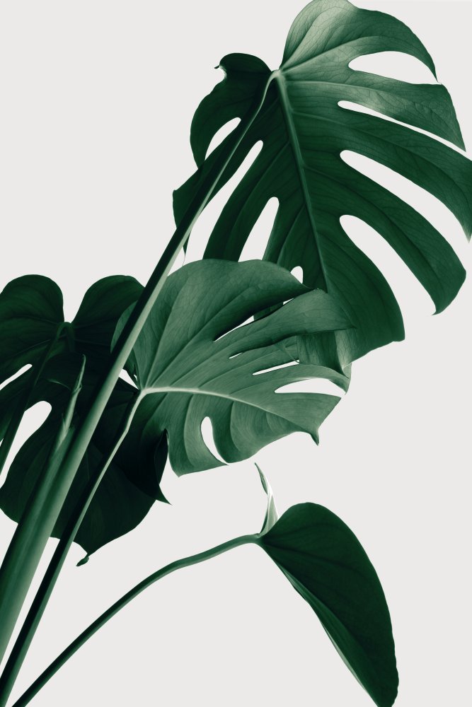 Monstera Natural 22 von Pictufy Studio III