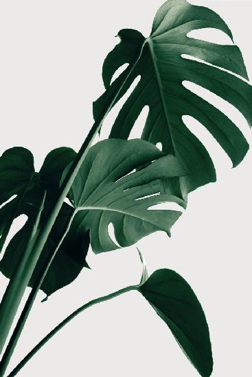 Monstera Natural 22