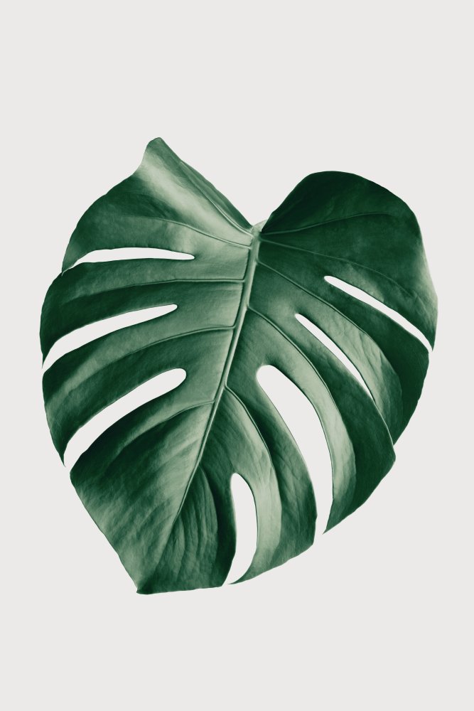 Monstera Natural 23 von Pictufy Studio III