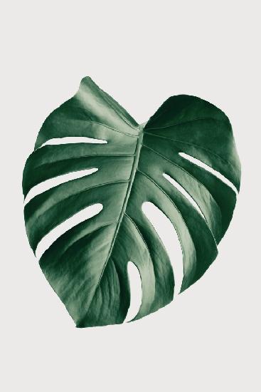 Monstera Natural 23