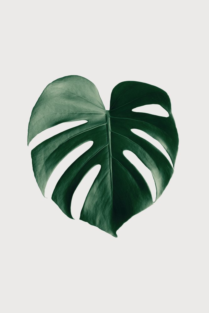 Monstera Natural 24 von Pictufy Studio III