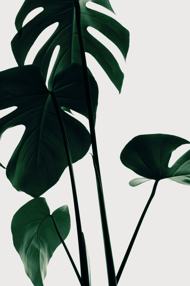 Monstera Natural 25 von Pictufy Studio III