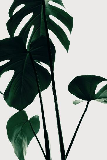 Monstera Natural 25