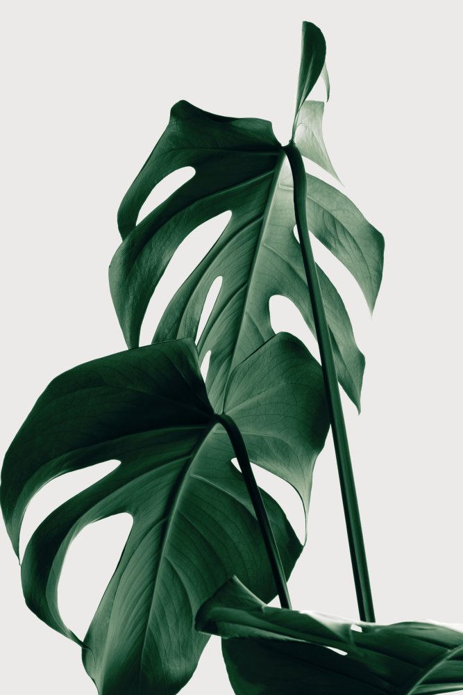 Monstera Natural 26 von Pictufy Studio III