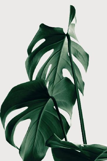 Monstera Natural 26