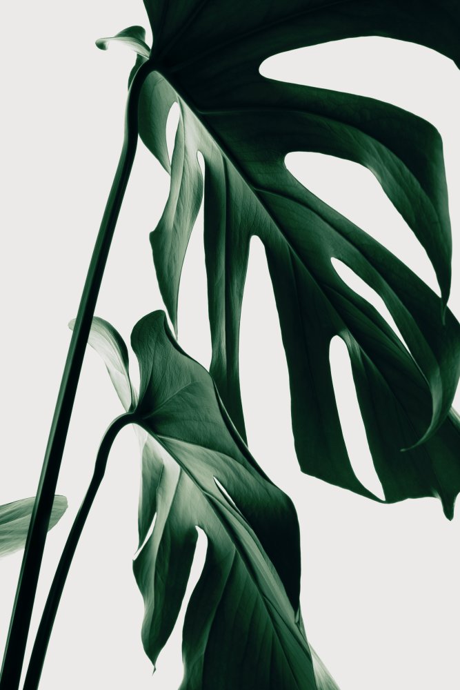 Monstera Natural 27 von Pictufy Studio III