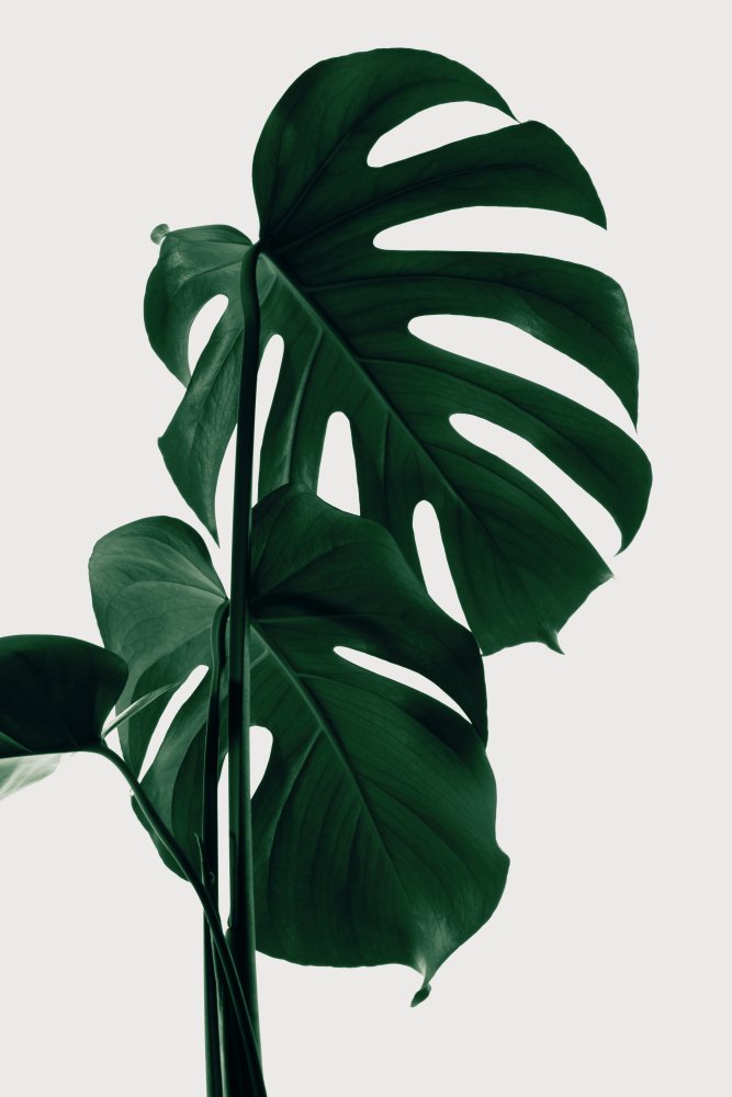 Monstera Natural 28 von Pictufy Studio III