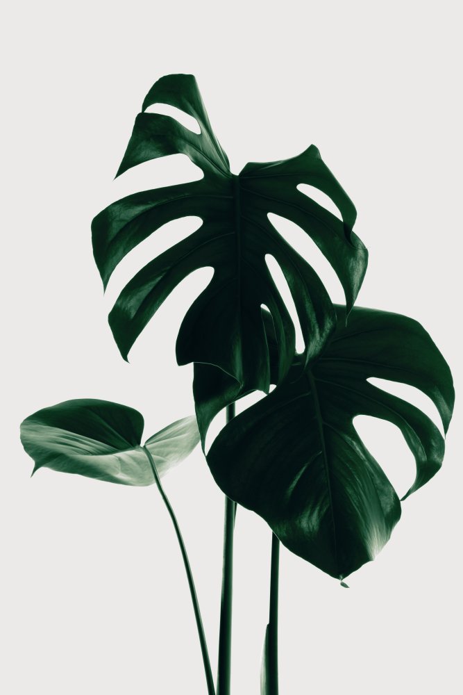 Monstera Natural 29 von Pictufy Studio III